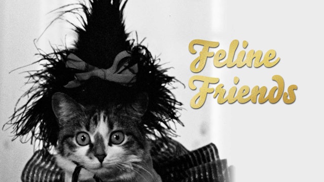 NEW: Feline Friends