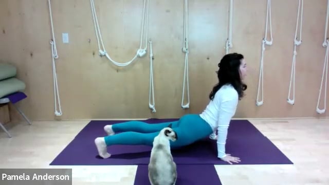 Little Back Bends With Twisting | Gentle | 8.26.25