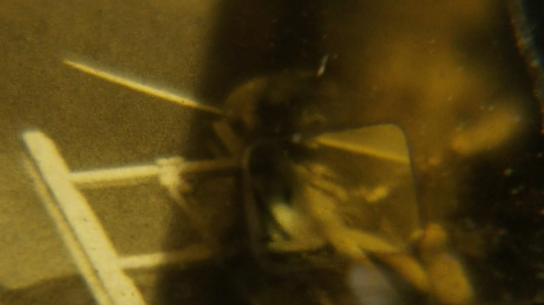 JANIS CRYSTAL LIPZIN