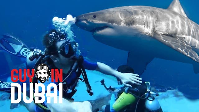 Shark Encounter on Shipwreck Dive