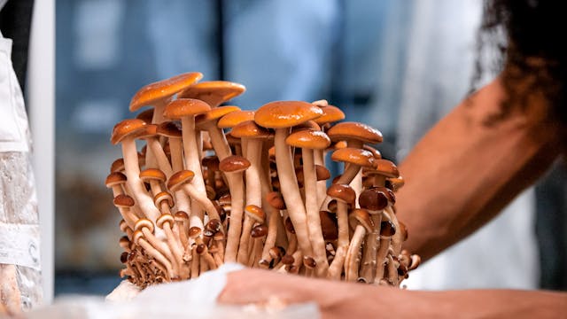 Urban Mushroom Farming