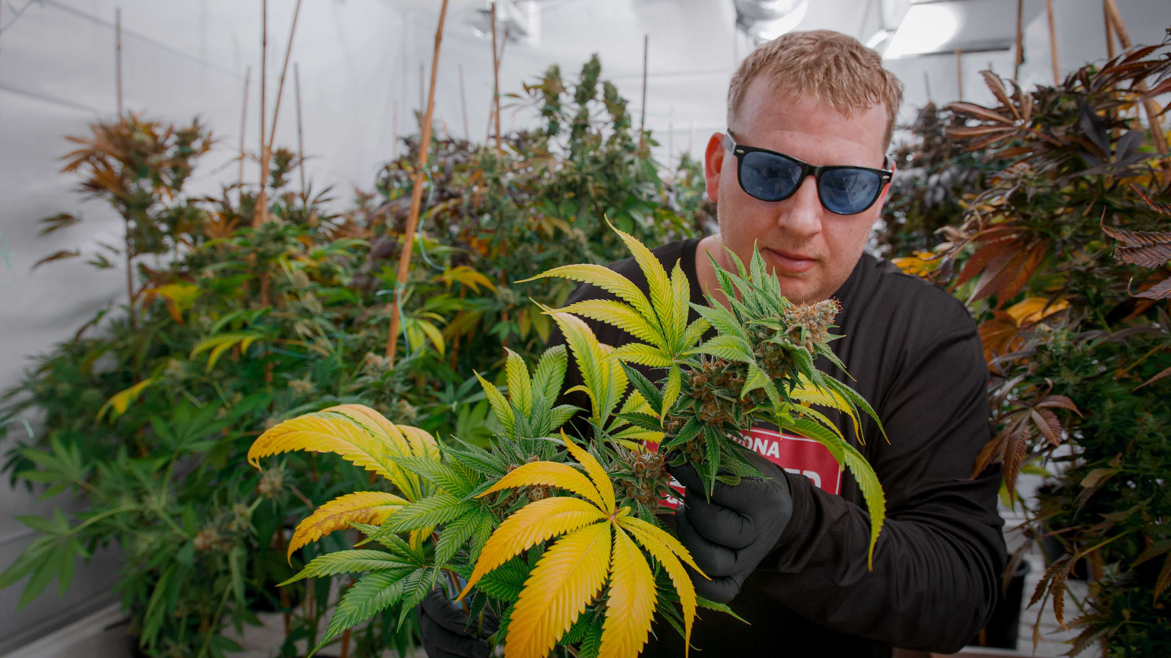 Giving Cultivation Care