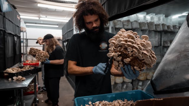 Shiitake Harvest