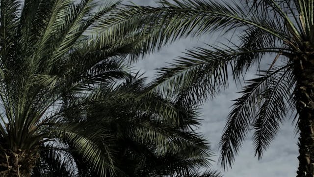 The Exodus Story as Told by Rabbi Manis Friedman