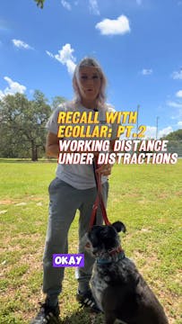 RECALL WITH ECOLLAR PT.2 with distrac...