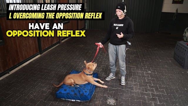 Introducing leash pressure and overco...