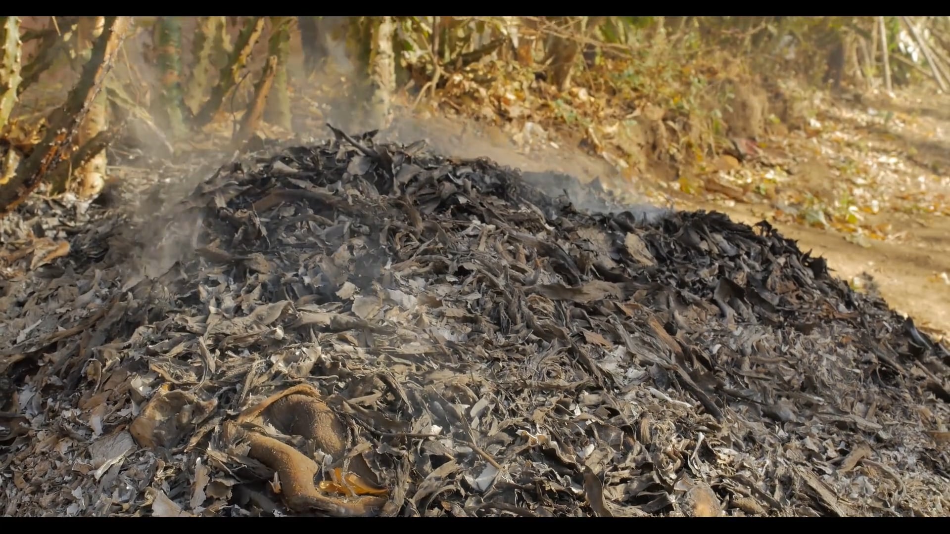 Beauty for Ashes - A Kind Katie Story