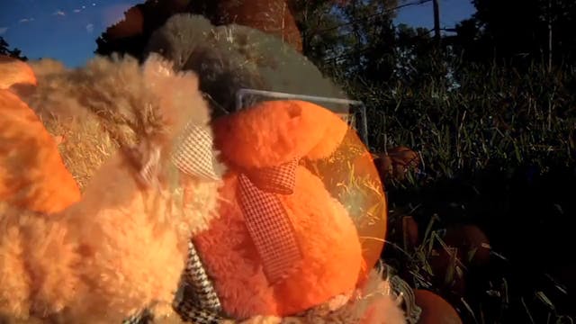 Adventure Bear's Perfect Autumn Day