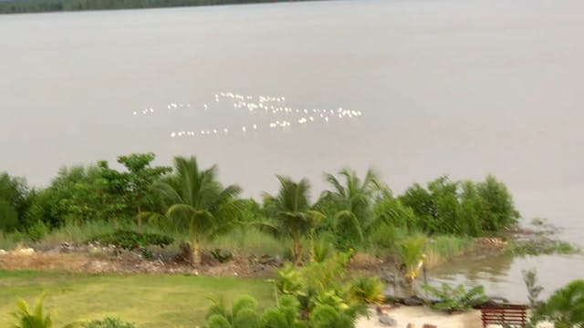 The white birds
