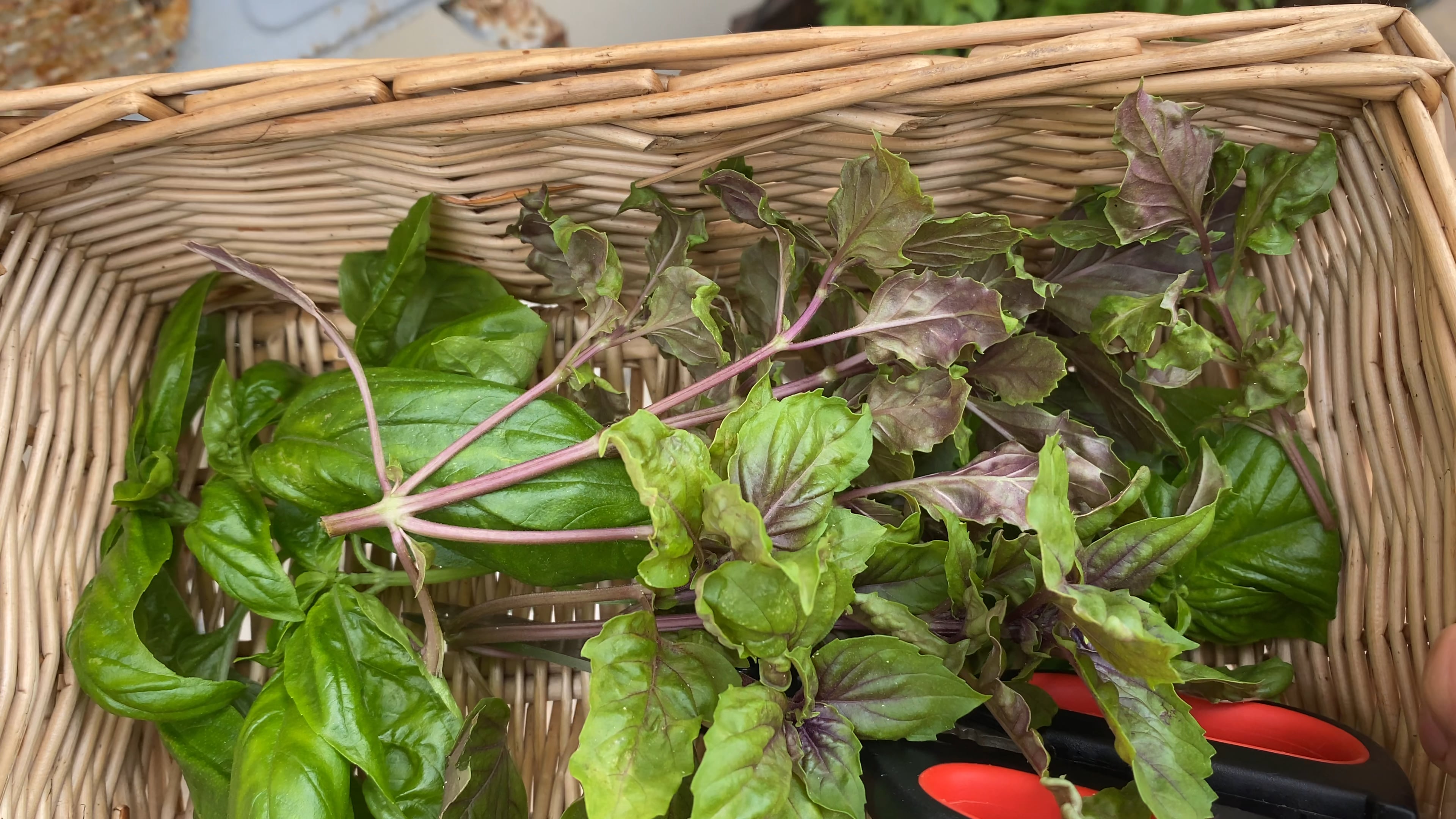 Basil from my garden