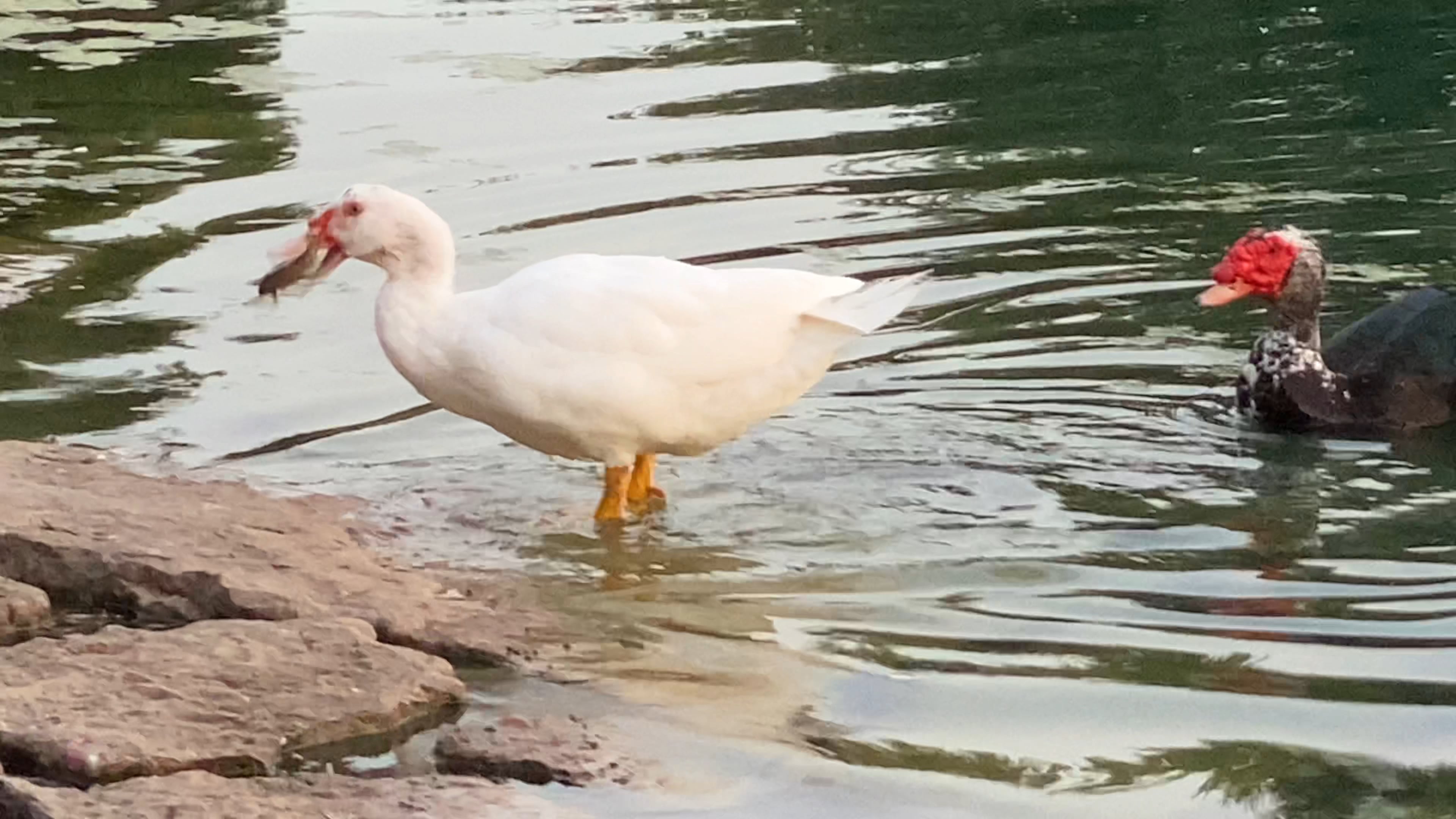 Family or just related