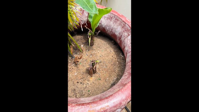 My banana plant