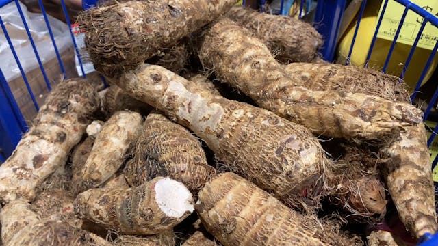 Yucca