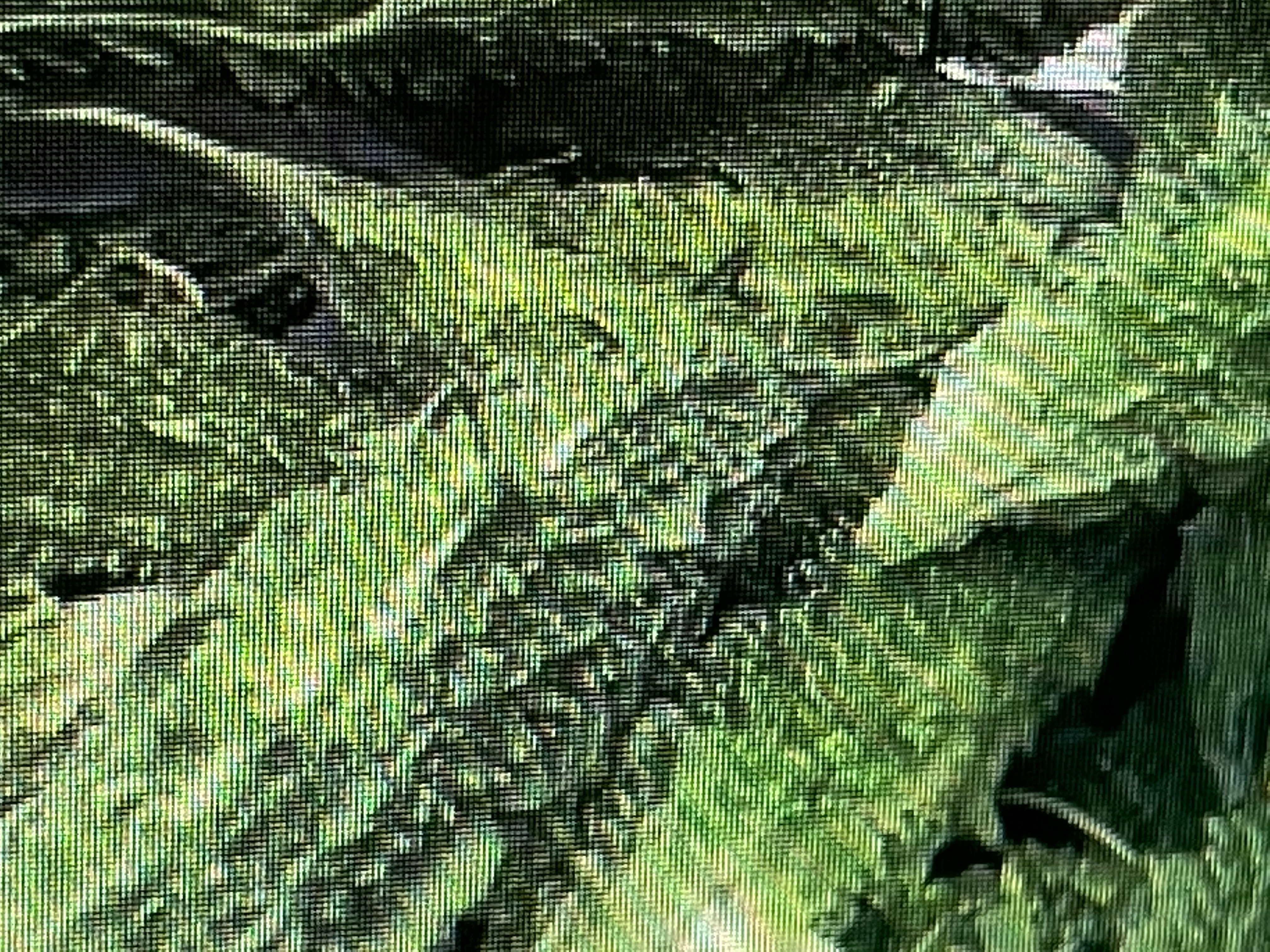 Sopropo or bitter melon