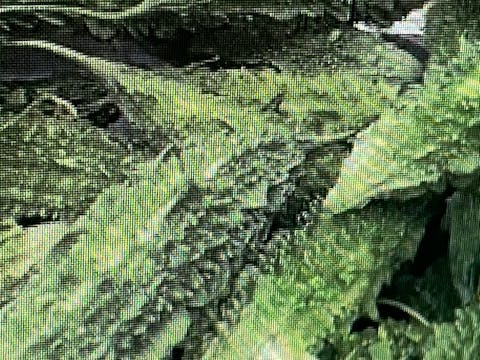 Sopropo or bitter melon