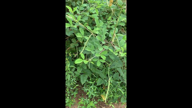 Green beans