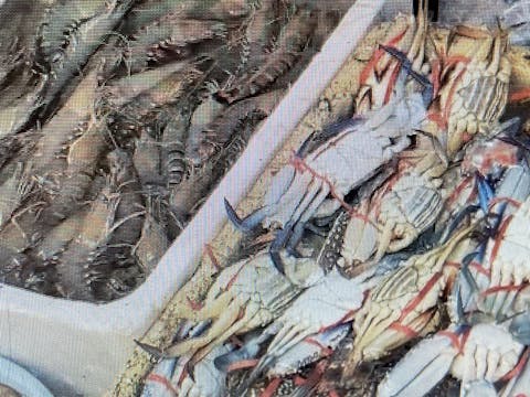 More shell fish