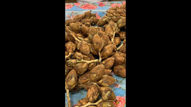 Maripa in Suriname
