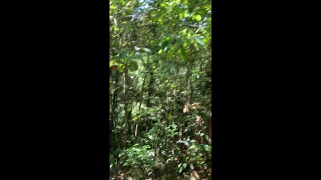 In the forrest