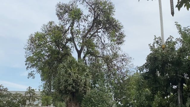 Bats