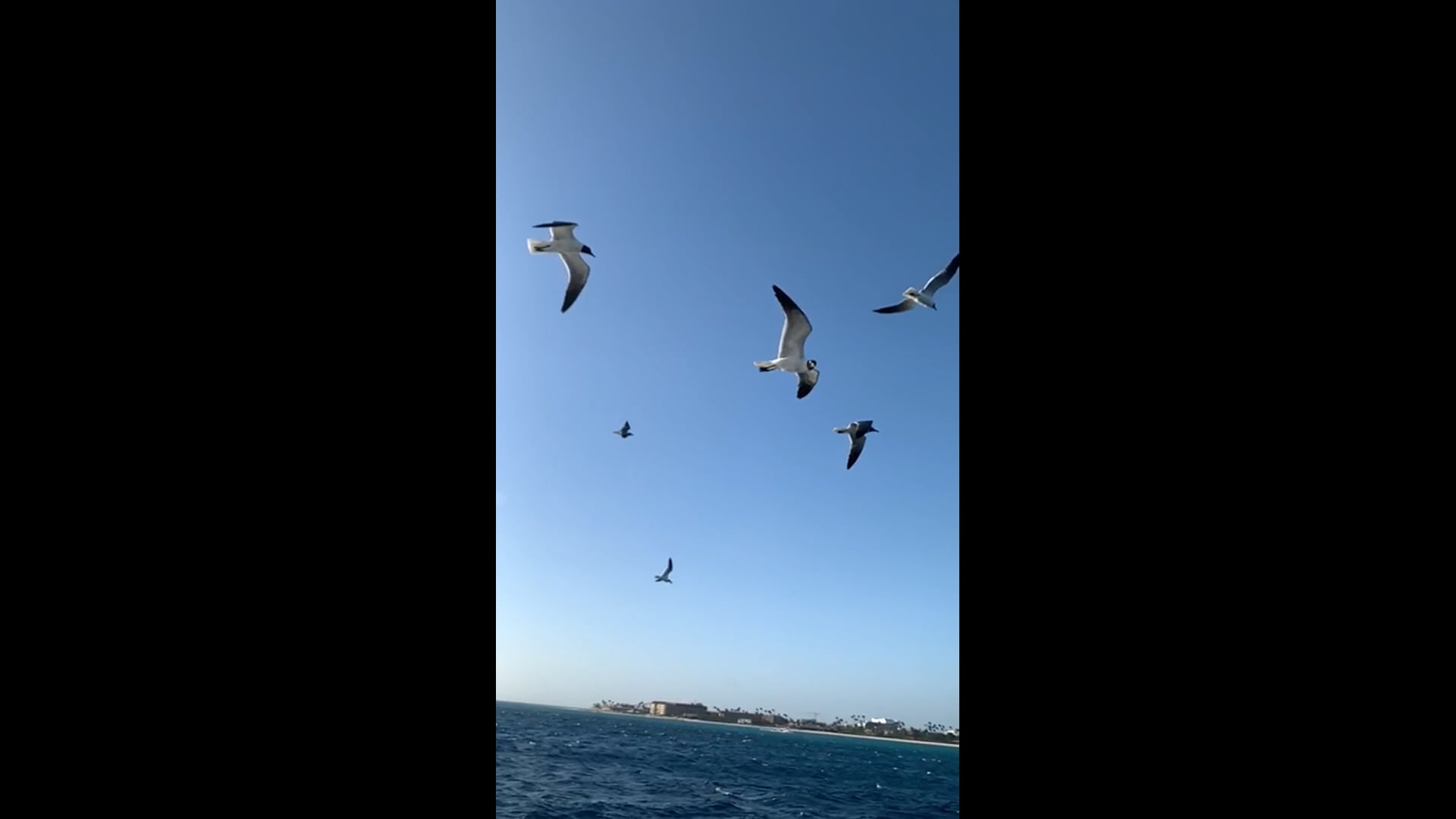 Feed the seagulls