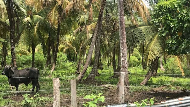 Coronie Suriname