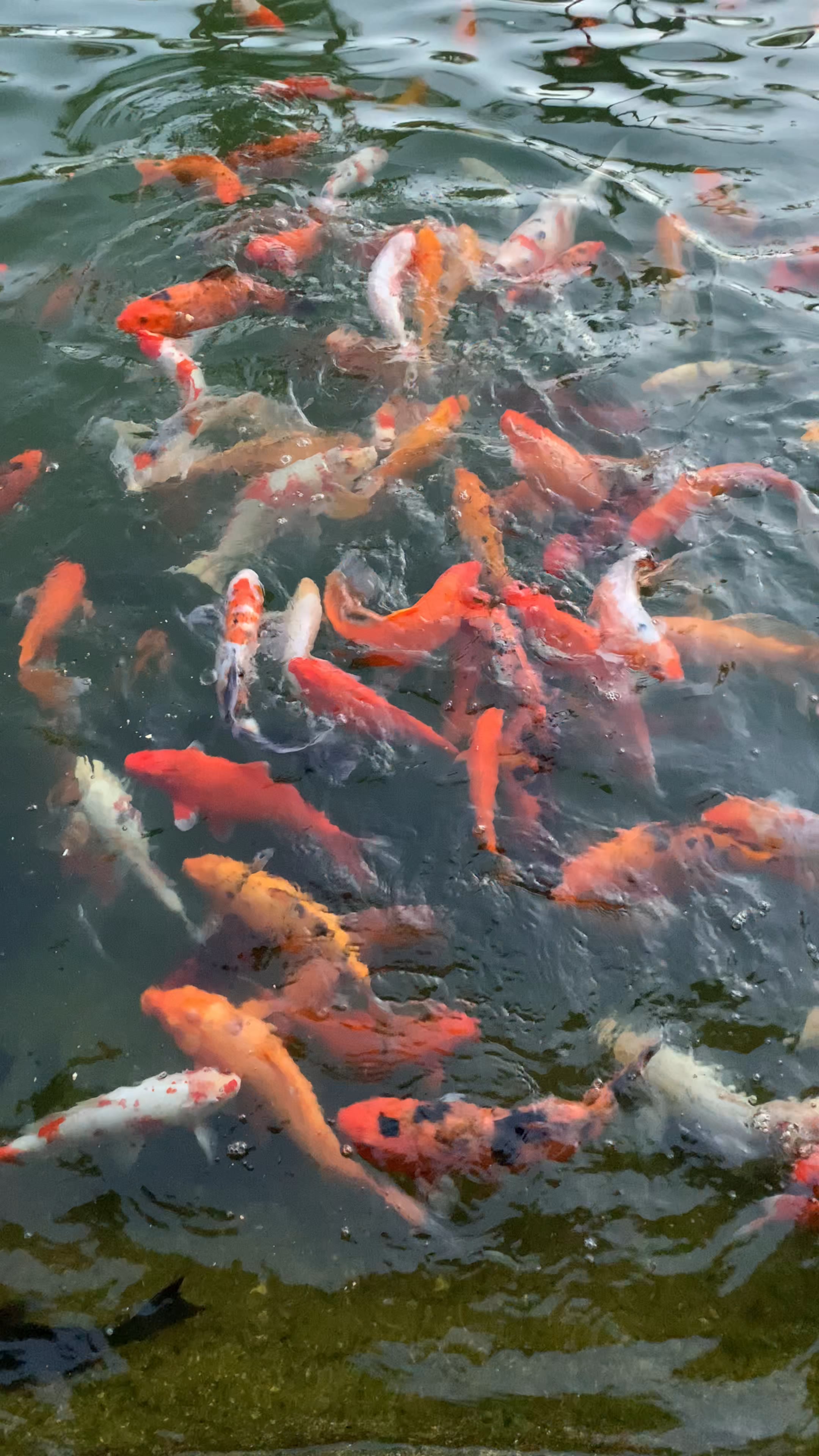 They get food all the time