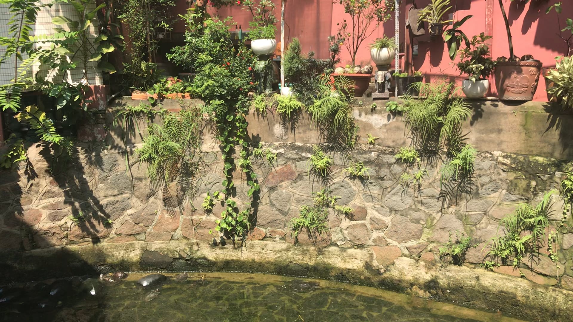 Turtles not in the soup please