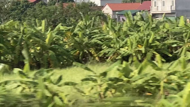 The country side