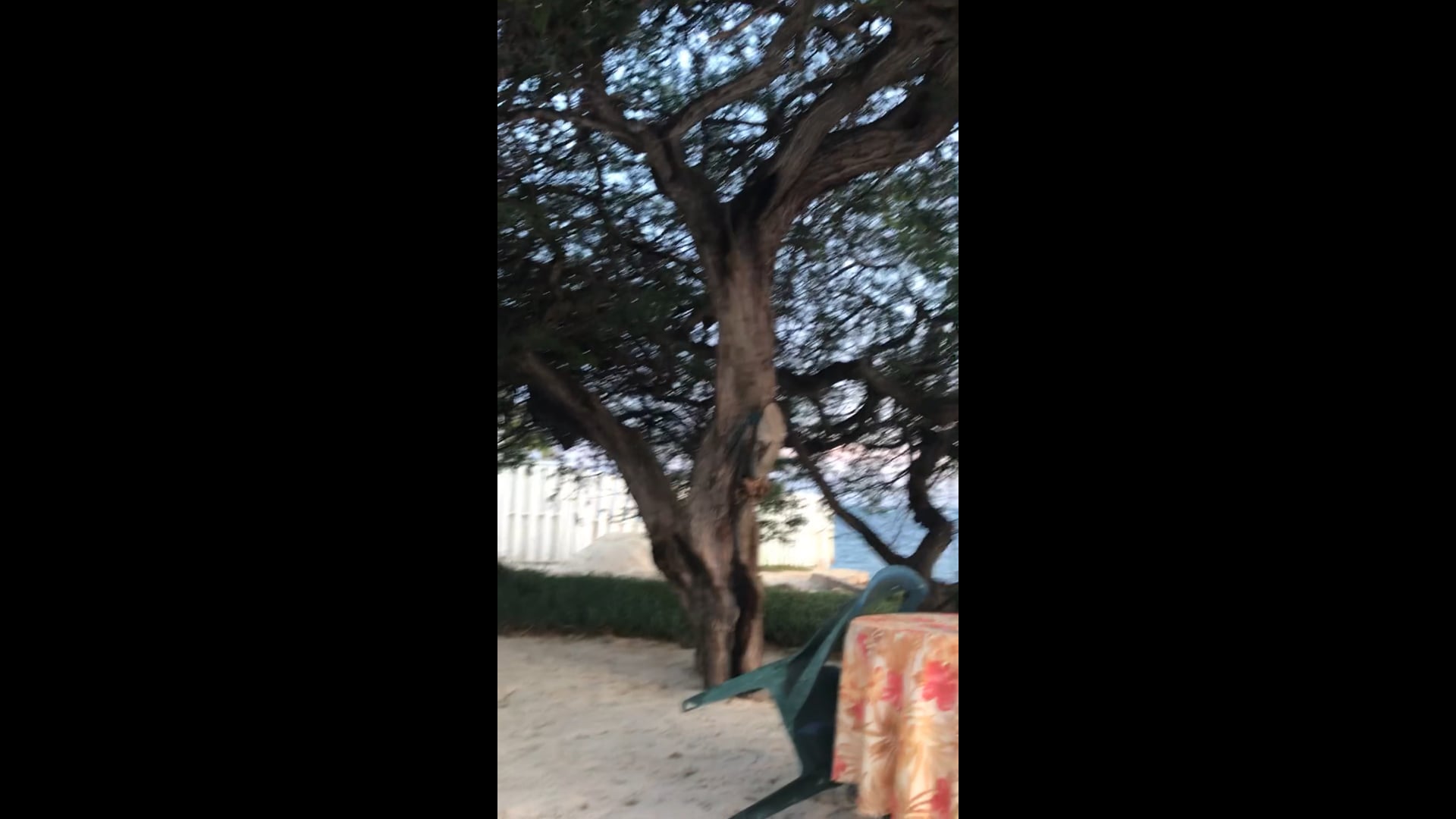 Sunset under the tree