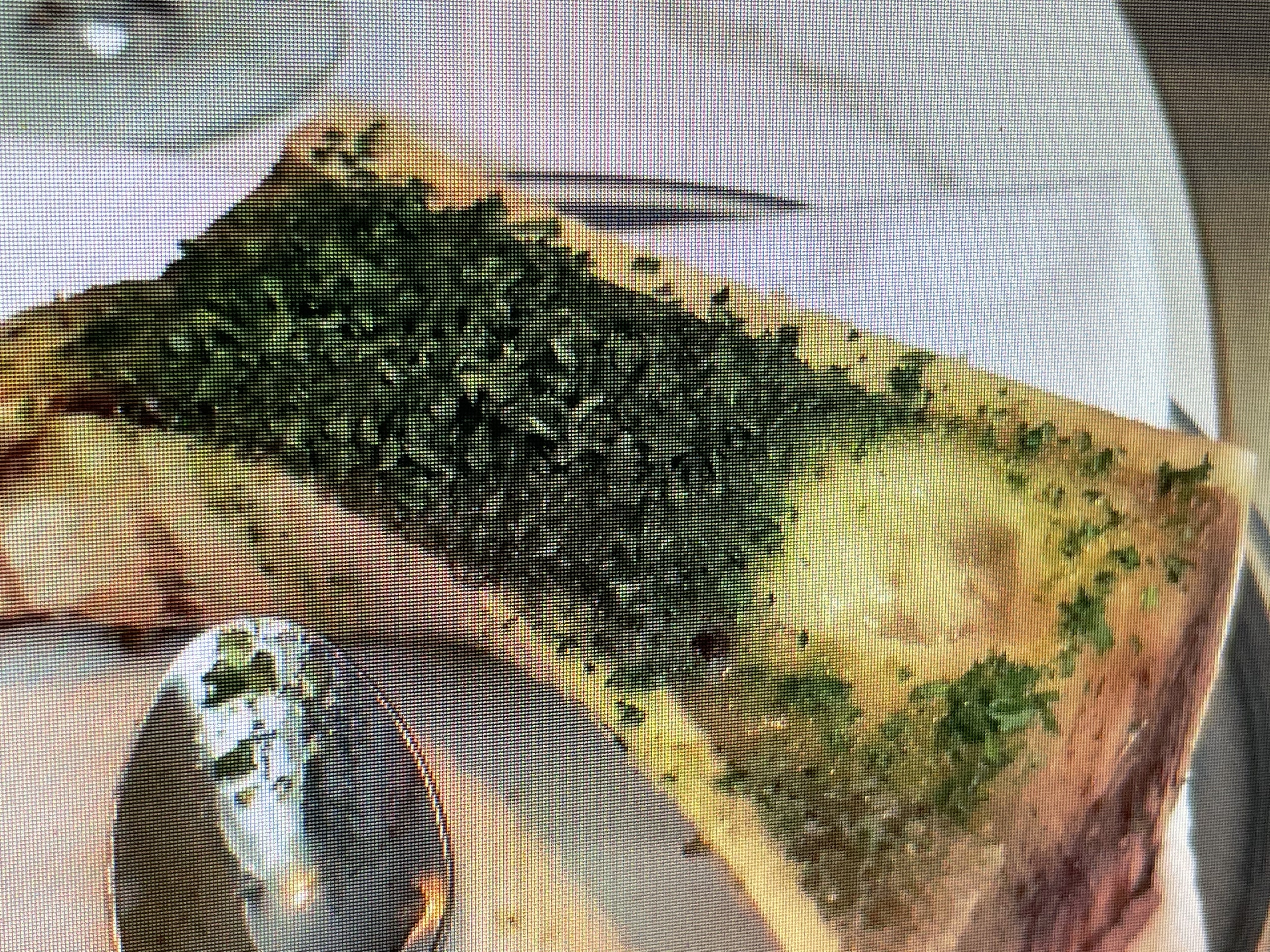 Bone Marrow