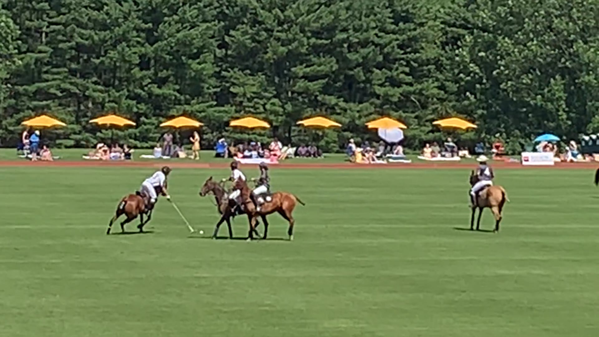 Polo 2019