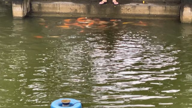 So much fish