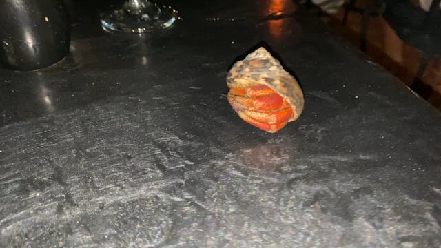 Escargot??