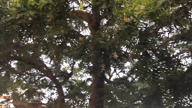 Under the tree in aruba