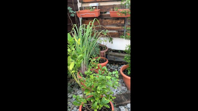 The Chefs garden In the Marriott