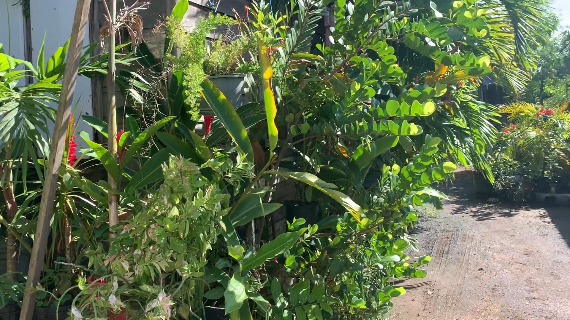 Blauwdas straat the street where I was born MY First house