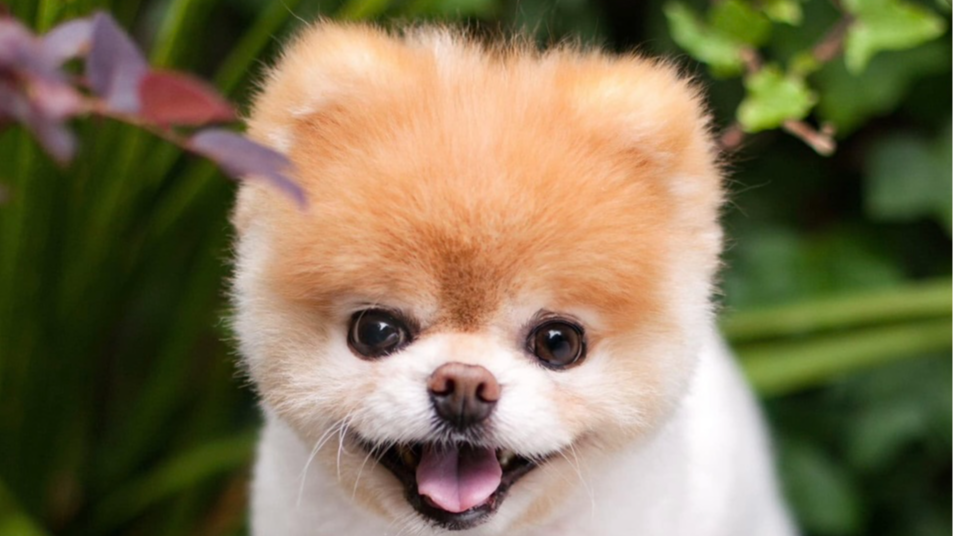 Friends - IF YOU EVER NEED A GOOD FRIEND... BUY A DOG!