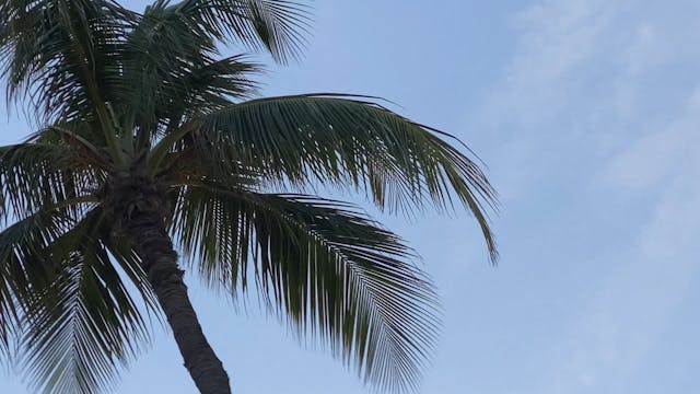 Sun and palm trees