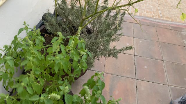 My herbal garden