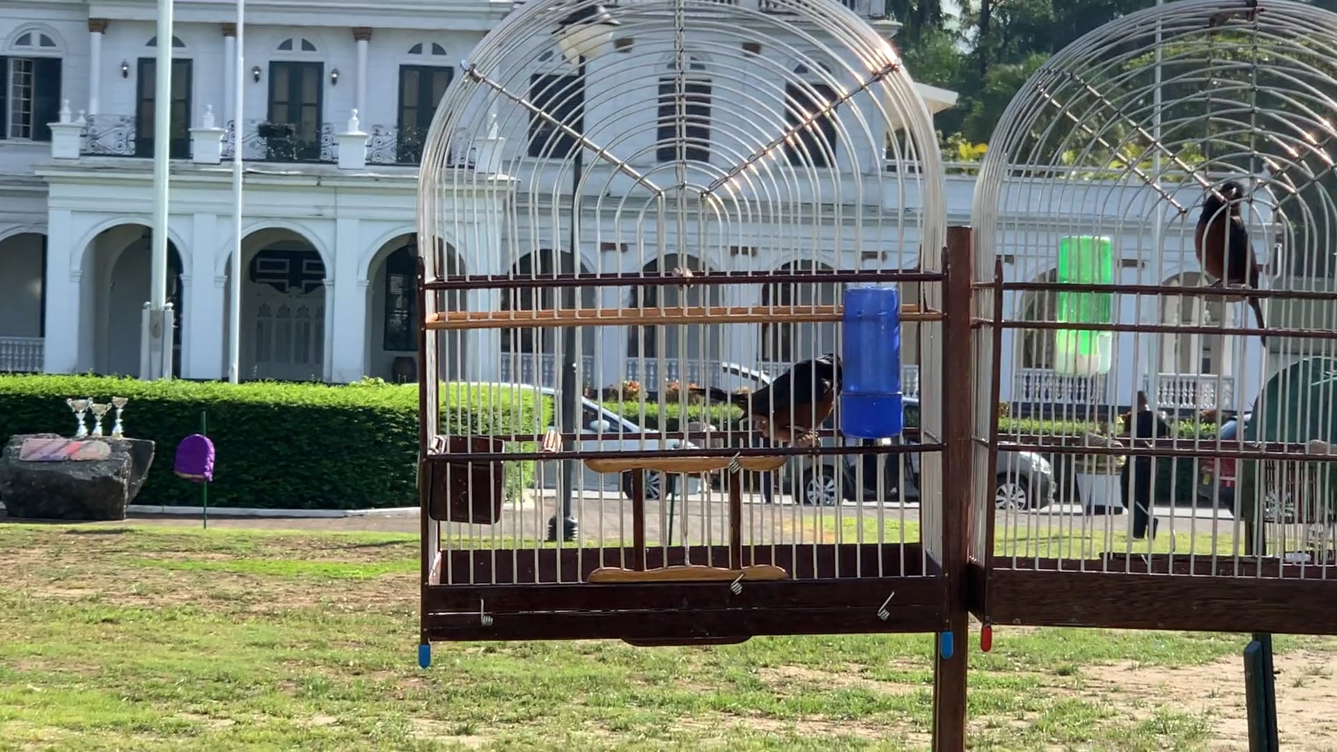 Birds on the main Square