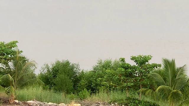 White birds