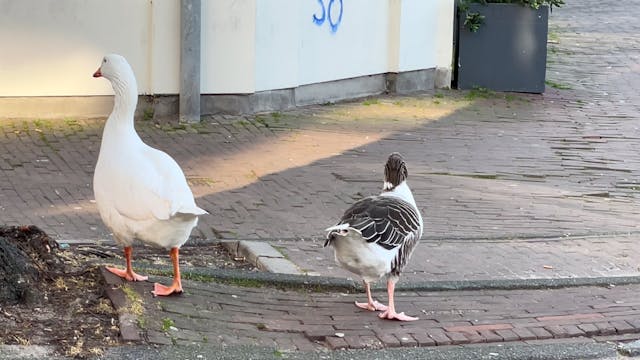 Look at the se dudes in Amsterdam