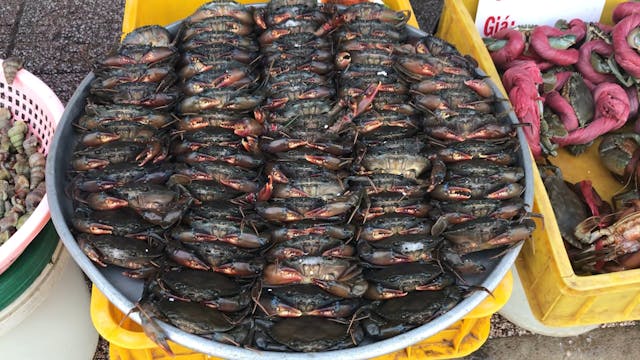 A lot of Crab