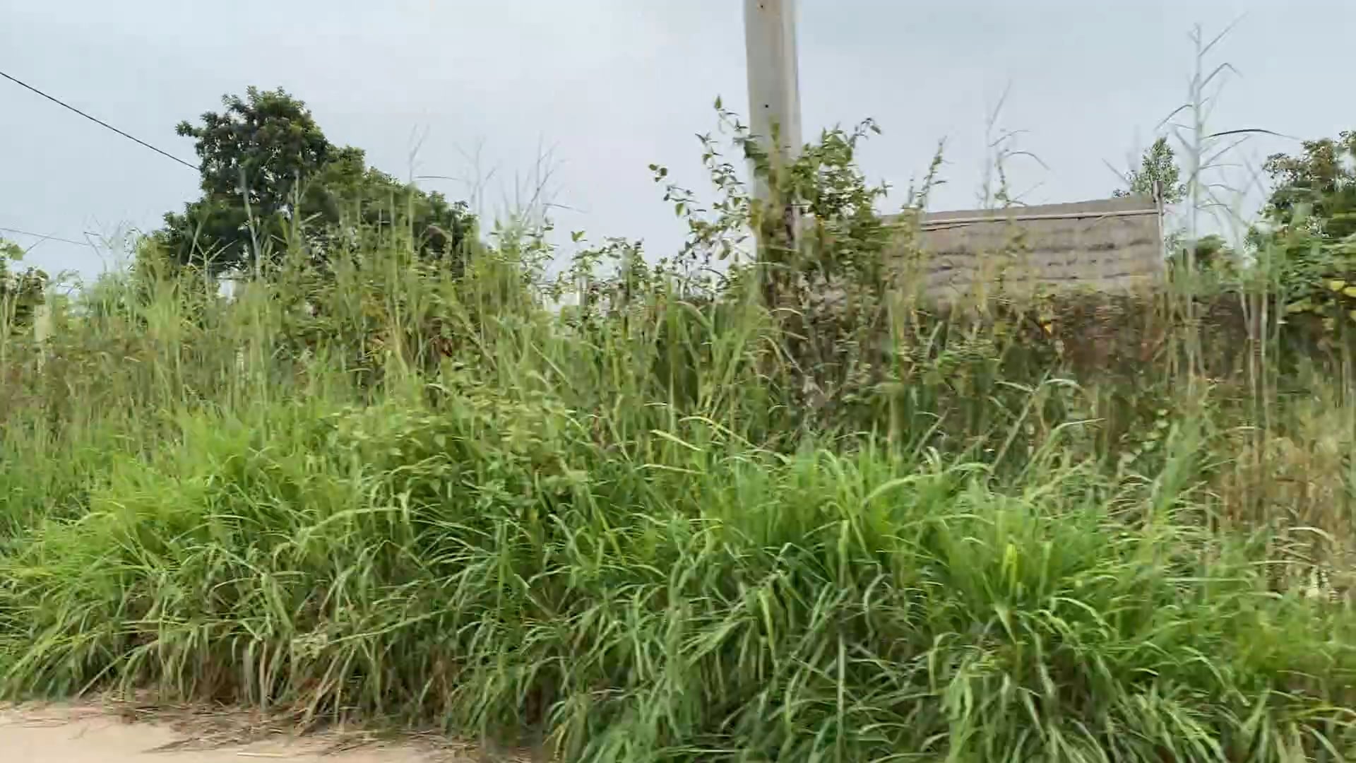 On my way to buddha park