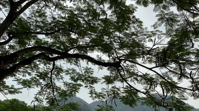 Lovey tree