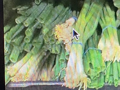 Scallions