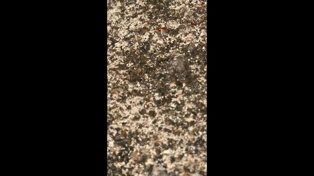 Ants