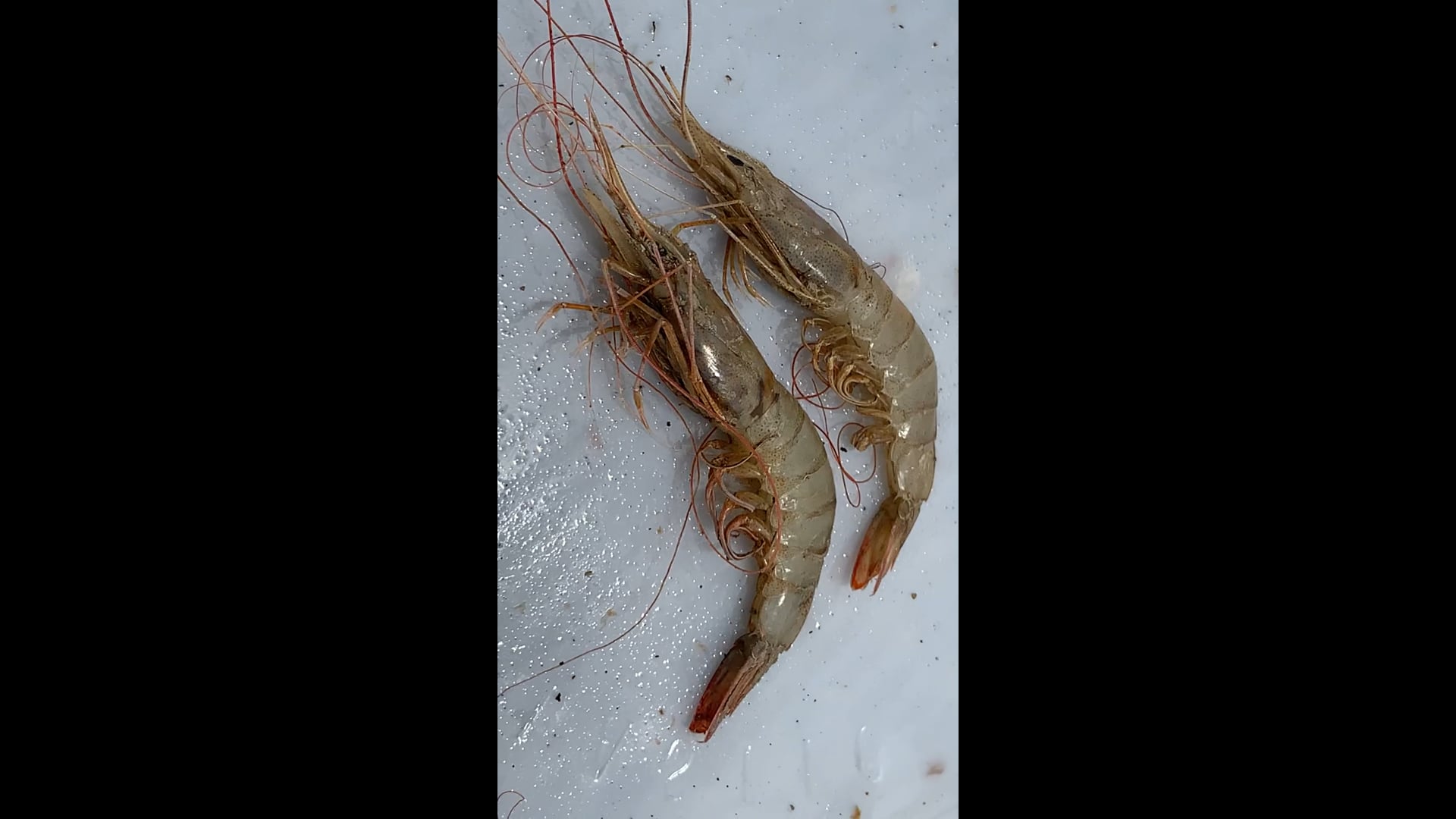 Shrimp