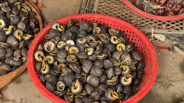 L'escargots